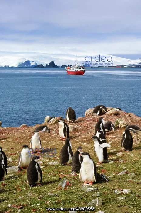 : Antarctica, Aitcho Islands. Exploring gentoo : Antarctica, Aitcho Islands. Exploring gentoo