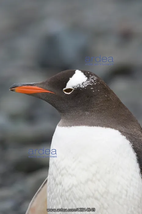 : Antarctica, Aitcho Islands. Gentoo penguin : Antarctica, Aitcho Islands. Gentoo penguin