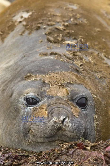 : Antarctica, Aitcho Islands. Southern elephant : Antarctica, Aitcho Islands. Southern elephant
