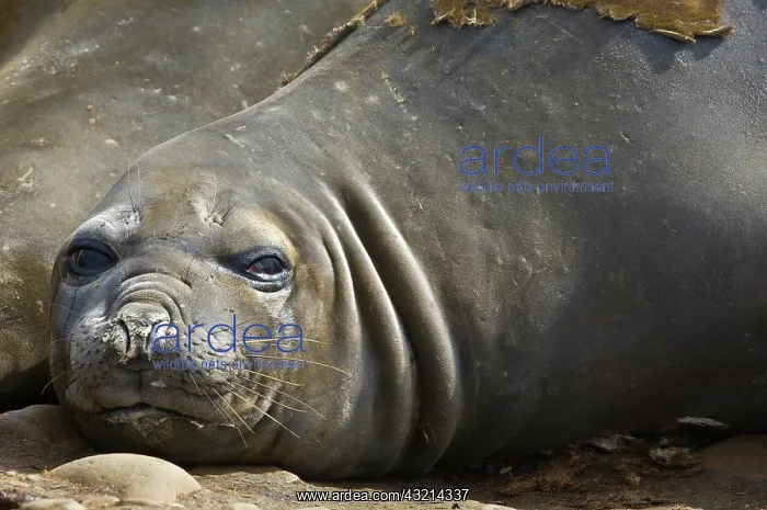 : Antarctica, Aitcho Islands. Southern elephant : Antarctica, Aitcho Islands. Southern elephant