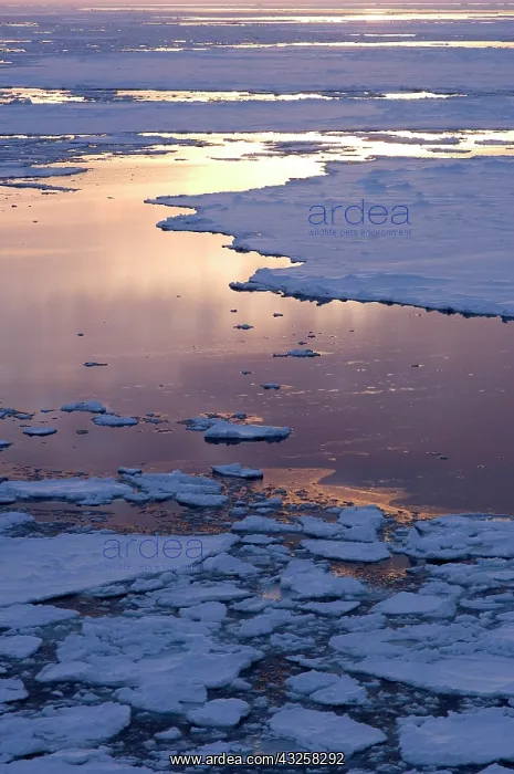 : Antarctica, Amundsen Sea. Pancake ice at : Antarctica, Amundsen Sea. Pancake ice at