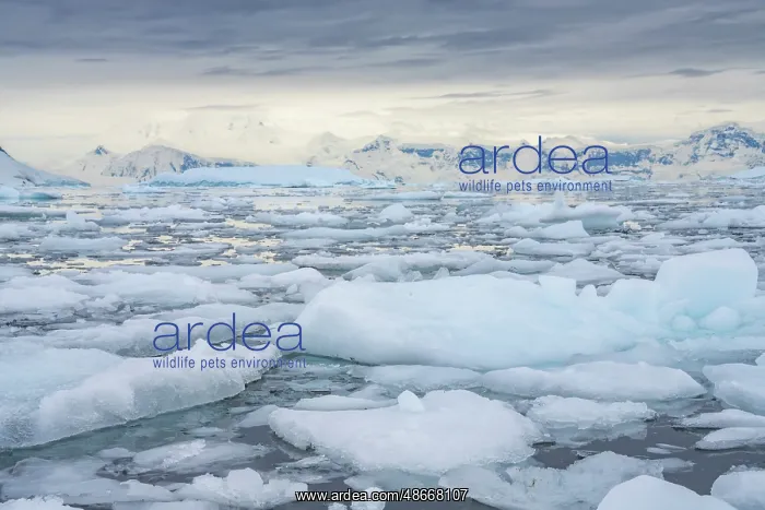: Antarctica, Andvord Bay, Neko Harbour. Landscape with : Antarctica, Andvord Bay, Neko Harbour. Landscape with