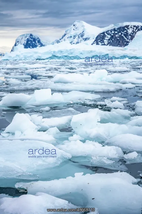 : Antarctica, Andvord Bay, Neko Harbour. Landscape with : Antarctica, Andvord Bay, Neko Harbour. Landscape with