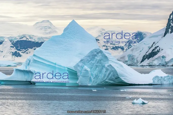 : Antarctica, Andvord Bay, Neko Harbour. Landscape with : Antarctica, Andvord Bay, Neko Harbour. Landscape with