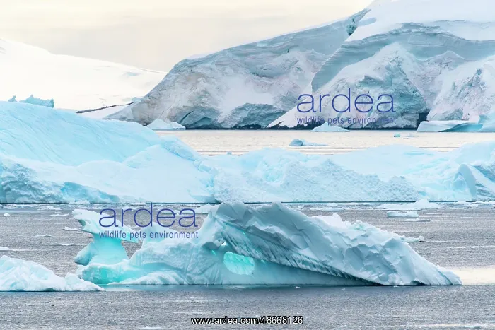: Antarctica, Andvord Bay, Neko Harbour. Landscape with : Antarctica, Andvord Bay, Neko Harbour. Landscape with