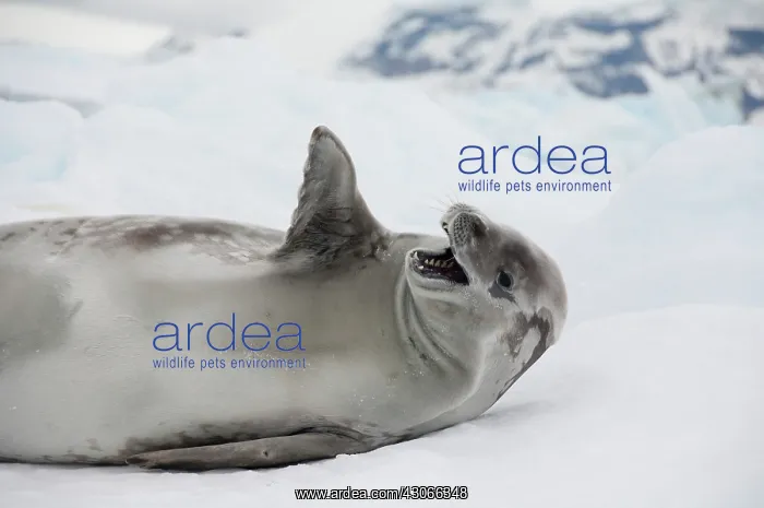 : Antarctica, Antarctic Penninsula, Antarctic : Antarctica, Antarctic Penninsula, Antarctic