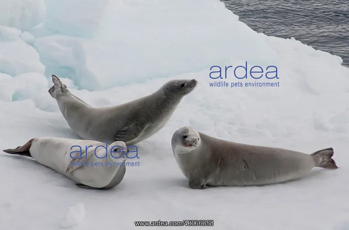 : Antarctica, Antarctic Penninsula, Antarctic : Antarctica, Antarctic Penninsula, Antarctic