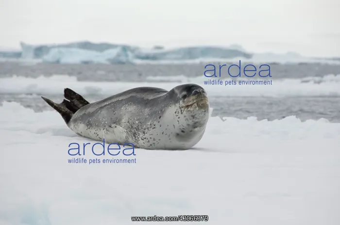 : Antarctica, Antarctic Penninsula, Antarctic : Antarctica, Antarctic Penninsula, Antarctic