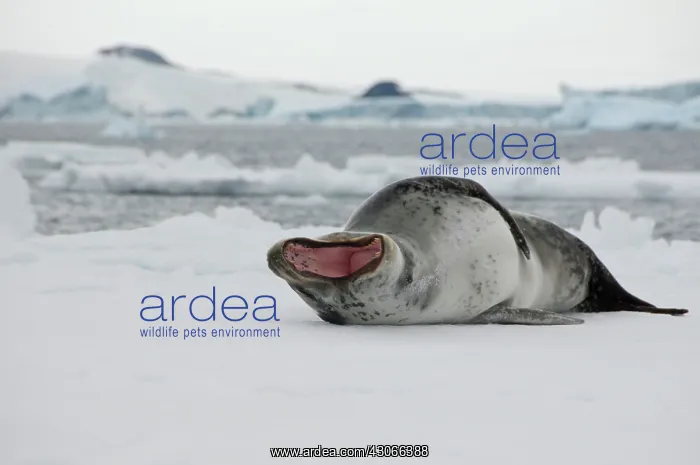 : Antarctica, Antarctic Penninsula, Antarctic : Antarctica, Antarctic Penninsula, Antarctic