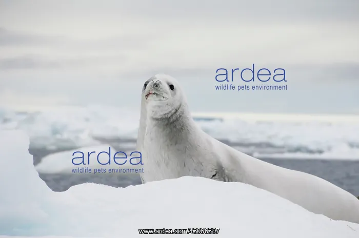 : Antarctica, Antarctic Penninsula, Antarctic : Antarctica, Antarctic Penninsula, Antarctic