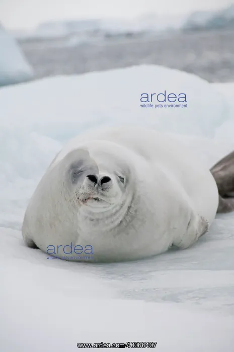 : Antarctica, Antarctic Penninsula, Antarctic : Antarctica, Antarctic Penninsula, Antarctic