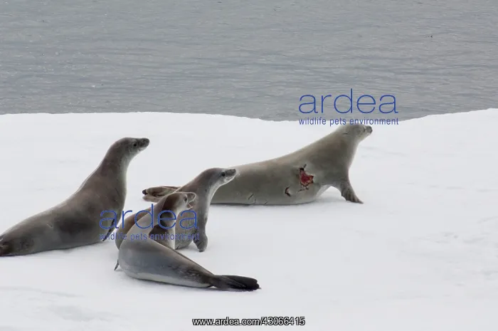 : Antarctica, Antarctic Penninsula, Antarctic : Antarctica, Antarctic Penninsula, Antarctic