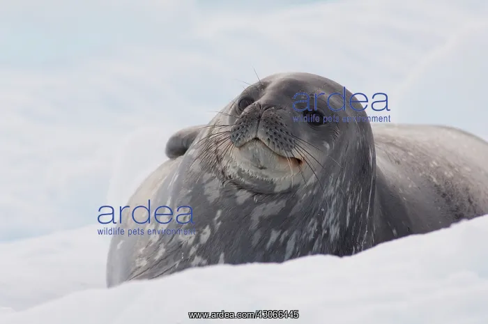 : Antarctica, Antarctic Penninsula. Antarctica : Antarctica, Antarctic Penninsula. Antarctica
