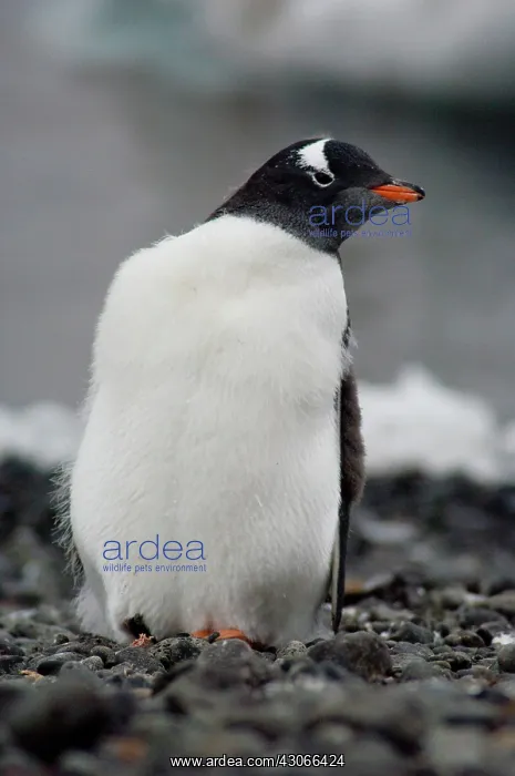 : Antarctica, Antarctic Penninsula, Brown : Antarctica, Antarctic Penninsula, Brown