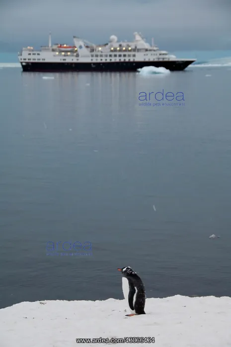 : Antarctica, Antarctic Penninsula, Brown : Antarctica, Antarctic Penninsula, Brown