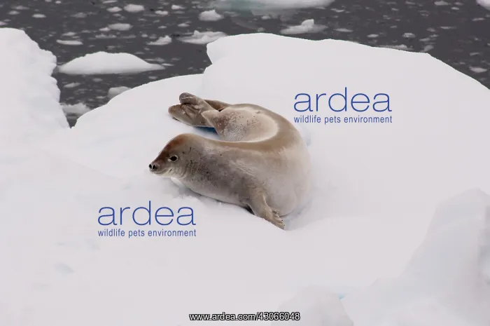 : Antarctica, Antarctic Penninsula. Crabeater : Antarctica, Antarctic Penninsula. Crabeater