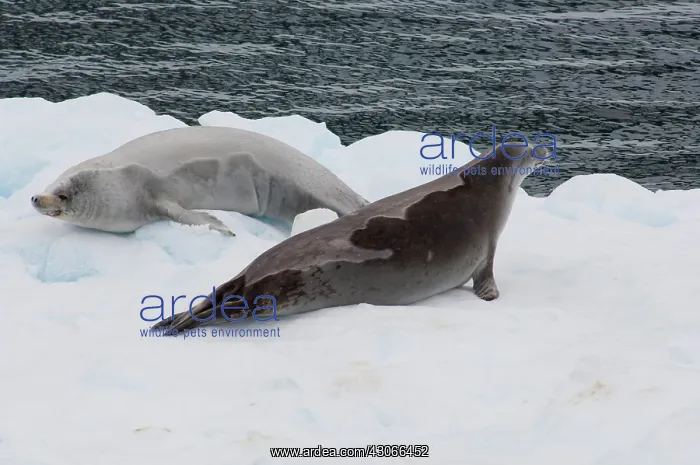 : Antarctica, Antarctic Penninsula. Crabeater : Antarctica, Antarctic Penninsula. Crabeater