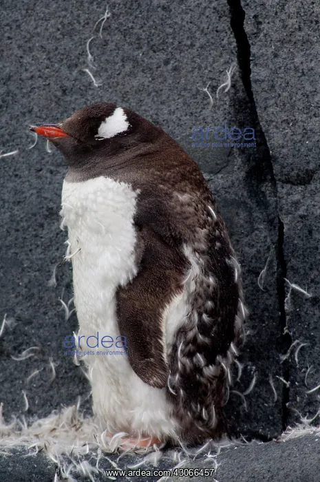 : Antarctica, Antarctic Penninsula. Gentoo : Antarctica, Antarctic Penninsula. Gentoo