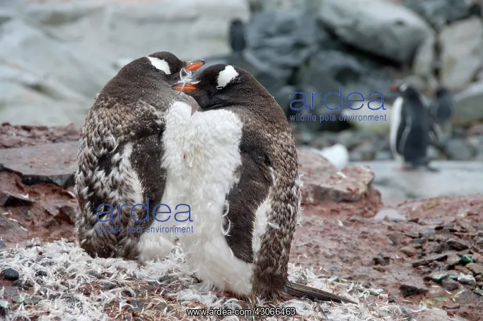  : Antarctica, Antarctic Penninsula. Gentoo