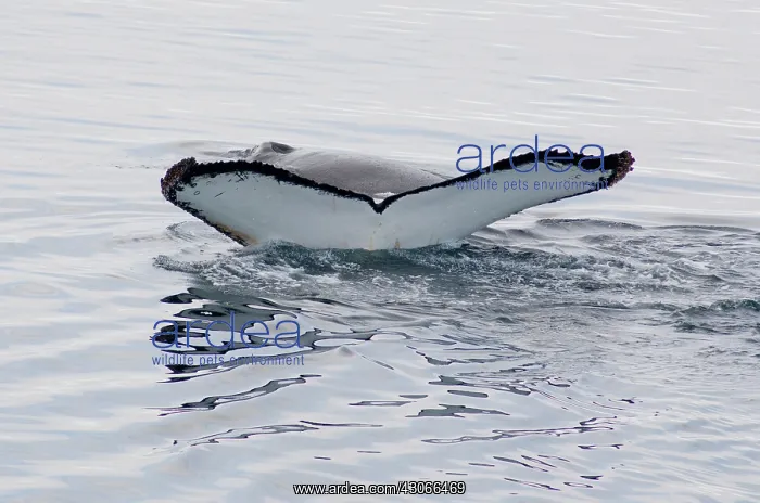 : Antarctica, Antarctic Penninsula. Humpback : Antarctica, Antarctic Penninsula. Humpback
