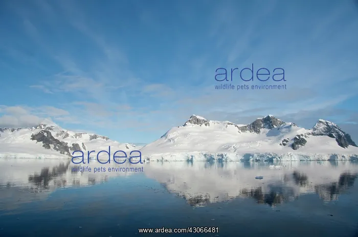 : Antarctica, Antarctic Penninsula. Paradise : Antarctica, Antarctic Penninsula. Paradise