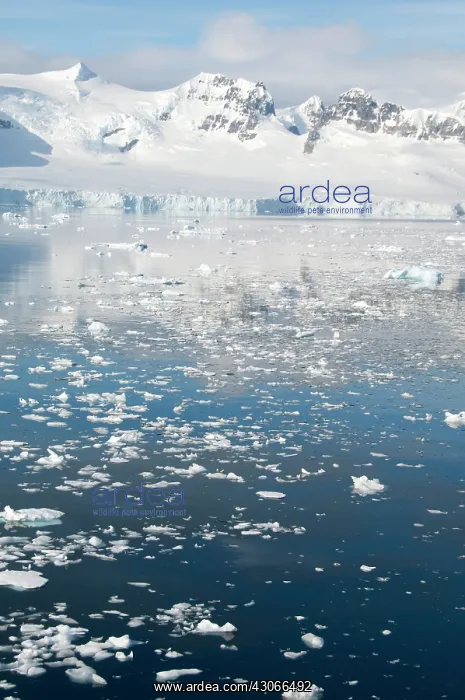 : Antarctica, Antarctic Penninsula. Paradise : Antarctica, Antarctic Penninsula. Paradise