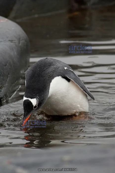 : Antarctica, Antarctic Penninsula. Petermann : Antarctica, Antarctic Penninsula. Petermann