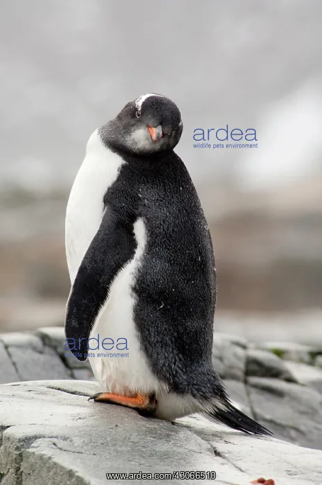 : Antarctica, Antarctic Penninsula. Petermann : Antarctica, Antarctic Penninsula. Petermann