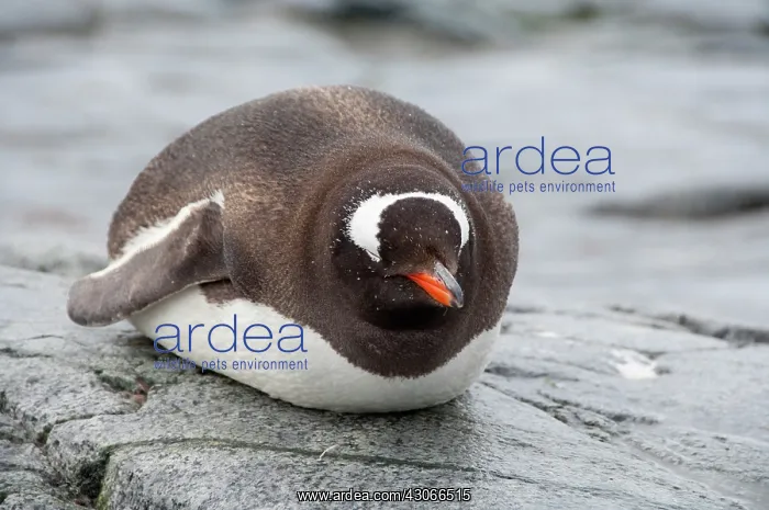 : Antarctica, Antarctic Penninsula. Petermann : Antarctica, Antarctic Penninsula. Petermann