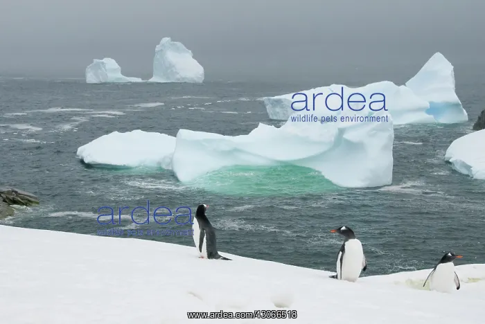 : Antarctica, Antarctic Penninsula. Petermann : Antarctica, Antarctic Penninsula. Petermann