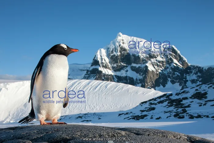 : Antarctica, Anvers Island, Gentoo Penguin : Antarctica, Anvers Island, Gentoo Penguin