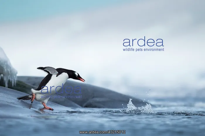 : Antarctica, Anvers Island, Gentoo Penguin : Antarctica, Anvers Island, Gentoo Penguin