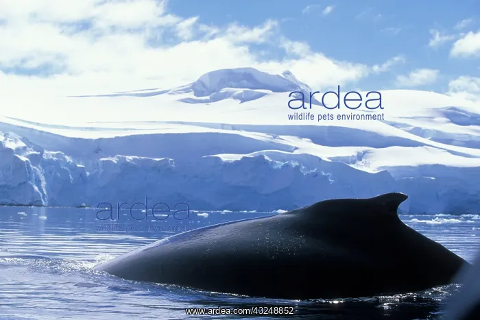 : Antarctica, Anvers Island, Humpback Whale : Antarctica, Anvers Island, Humpback Whale