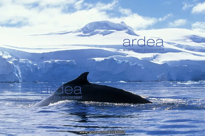 : Antarctica, Anvers Island, Humpback Whale : Antarctica, Anvers Island, Humpback Whale