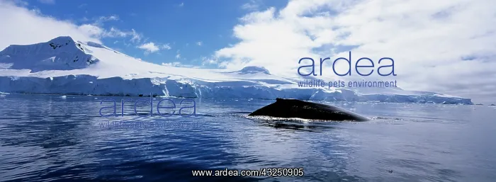 : Antarctica, Anvers Island, Humpback Whale : Antarctica, Anvers Island, Humpback Whale