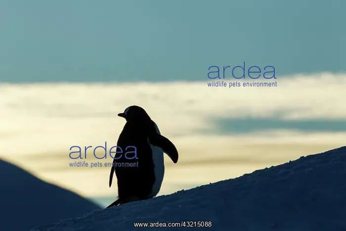 : Antarctica, Anvers Island, Silhouette of : Antarctica, Anvers Island, Silhouette of