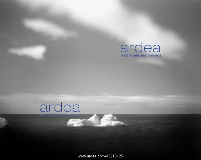 : Antarctica, Blurred black and white image : Antarctica, Blurred black and white image