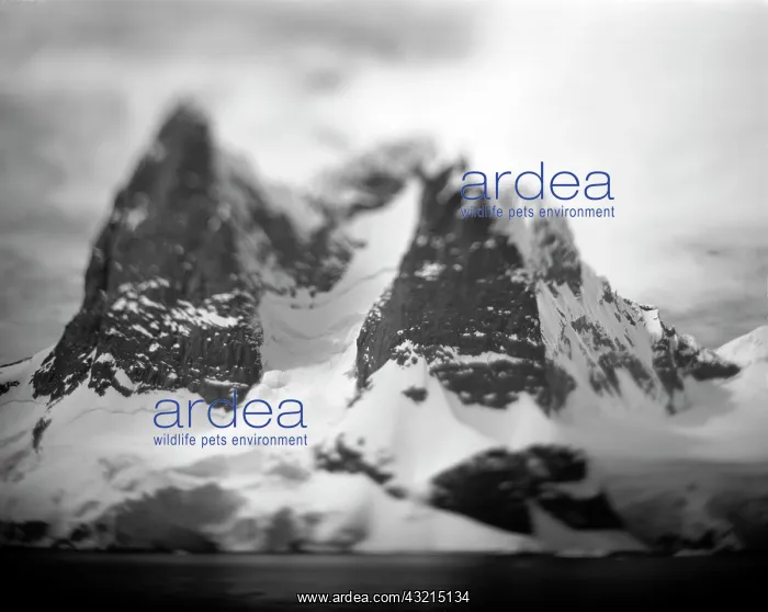 : Antarctica, Blurred black and white image : Antarctica, Blurred black and white image