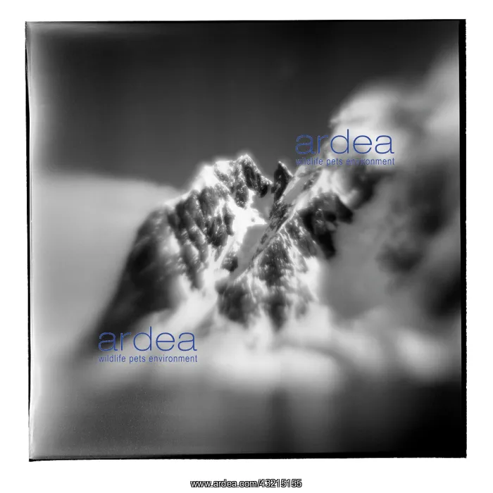  : Antarctica, Blurred black and white image