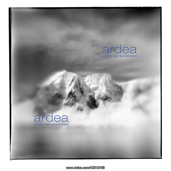 : Antarctica, Blurred black and white image : Antarctica, Blurred black and white image