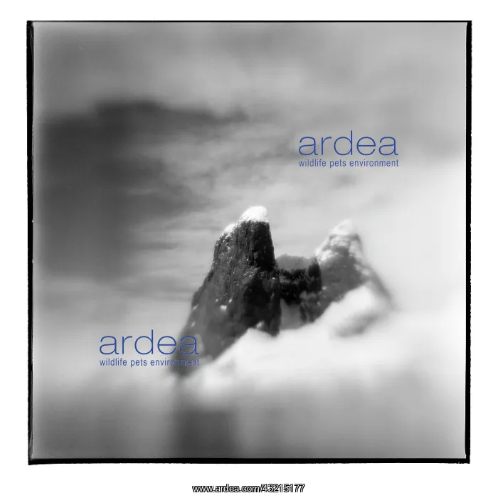 : Antarctica, Blurred black and white image : Antarctica, Blurred black and white image