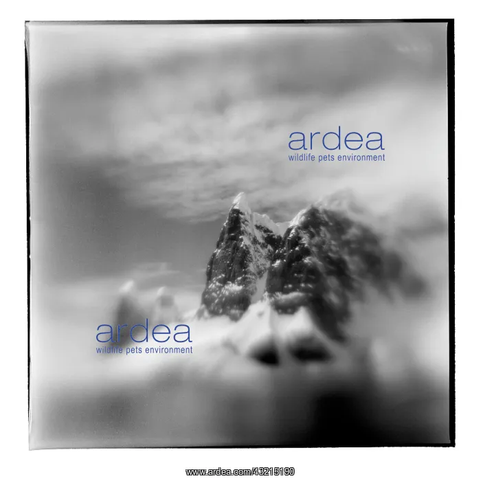 : Antarctica, Blurred black and white image : Antarctica, Blurred black and white image