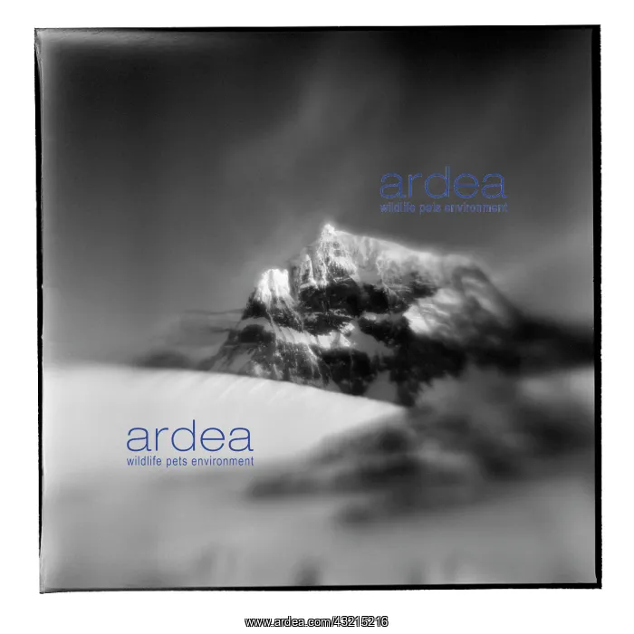 : Antarctica, Blurred black and white image : Antarctica, Blurred black and white image