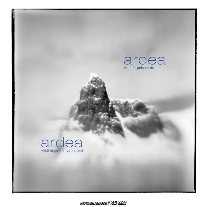 : Antarctica, Blurred black and white image : Antarctica, Blurred black and white image