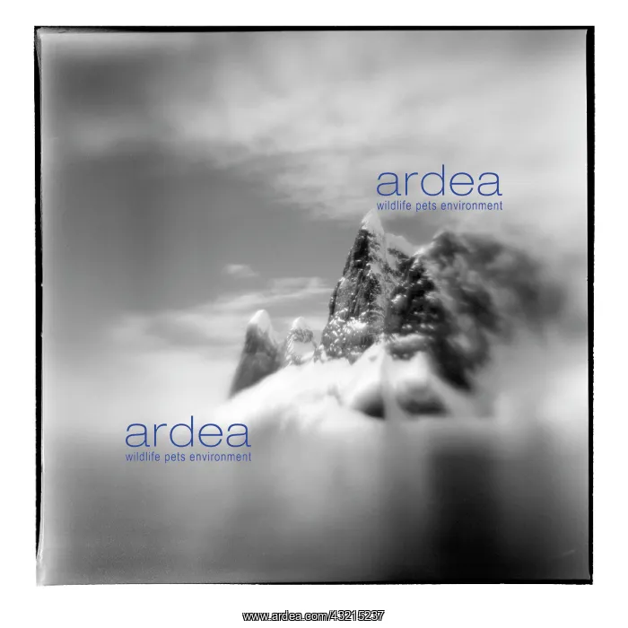 : Antarctica, Blurred black and white image : Antarctica, Blurred black and white image