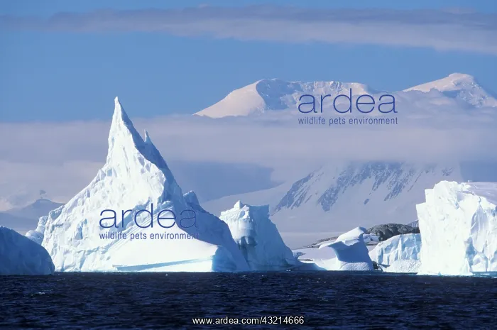 : Antarctica, Boothe Island, Afternoon sun : Antarctica, Boothe Island, Afternoon sun