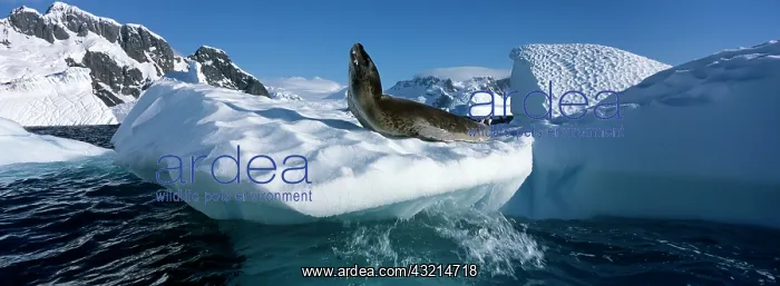: Antarctica, Boothe Island, Leopard Seal : Antarctica, Boothe Island, Leopard Seal