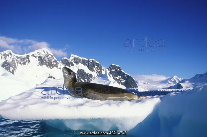 : Antarctica, Boothe Island, Leopard Seal : Antarctica, Boothe Island, Leopard Seal