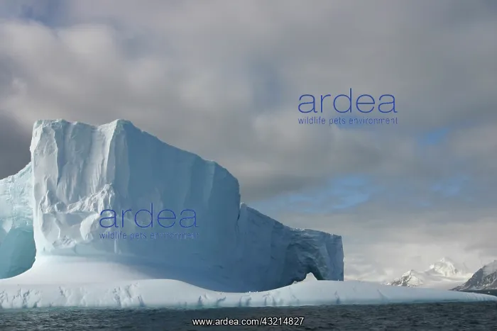 : Antarctica, Bransfield Strait, Afternoon : Antarctica, Bransfield Strait, Afternoon