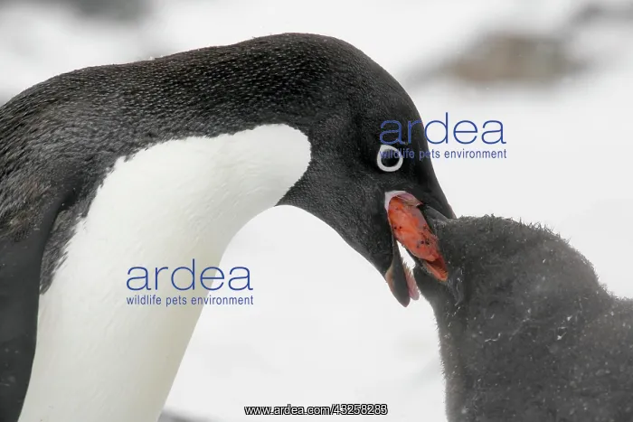 : Antarctica, Brown Bluff. Adelie penguin : Antarctica, Brown Bluff. Adelie penguin